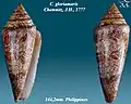 Conus gloriamaris Chemnitz, J.H., 1777