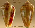 Conus guanche Lauer, J., 1993