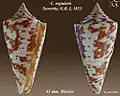 Conus regularis Sowerby, G.B. I, 1833