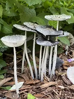 Group of mushrooms