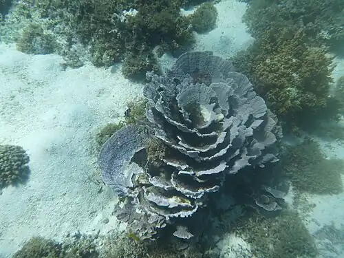 Part of the coral reef pictured underwater in 2012