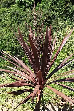A plant with lots of red strap-like leaves growing in a garden