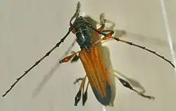 Cordylomera elegans, South Africa
