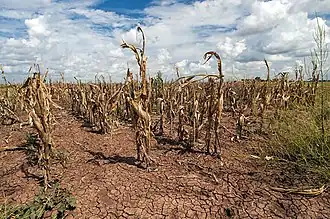 Agricultural changes. Droughts, rising temperatures, and extreme weather negatively impact agriculture. Shown: Texas, US (2013).[273]