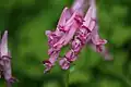 Corydalis buschii