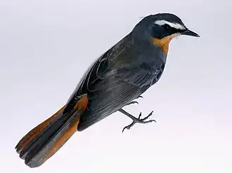 Adult, showing grey and rufous upper parts