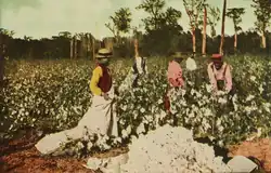 Image 101913 cotton harvest in East Texas (from History of Texas)