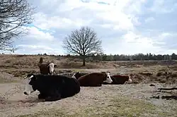 black and red white-headed cattle lying down on heath land