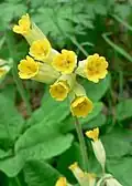 Cowslip