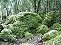 Boulder (mossy)