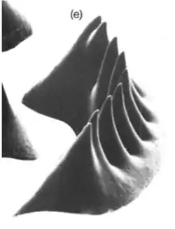 Crescentic infraoral lamina of Lampetra fluviatilis