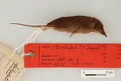 Brown shrew