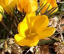 Crocus 'E.A. Bowles', a C. chrysanthus hybrid