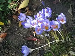 Flowers of Crocus speciosus