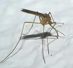 A Culiseta melanura mosquito.