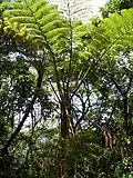Cyathea spinulosa in Ogasawara National Park