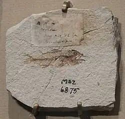 small Cyclopoma fish fossil
