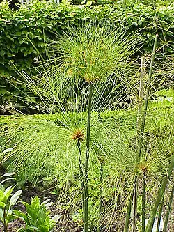 Cyperus papyrus was used as a writing material, for making boats, and even eaten.