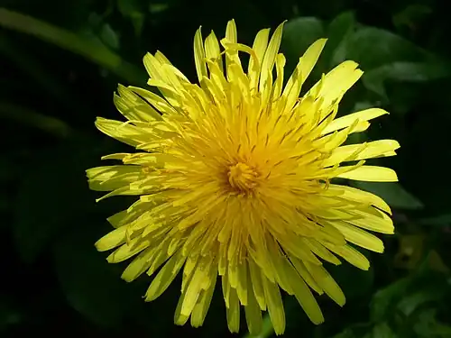 Dandelion flower