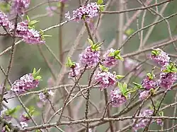 Daphne mezereum – deciduous