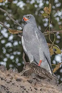 M. m. metabates with prey (a francolin), Senegal