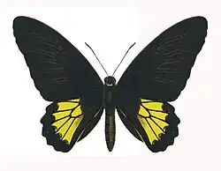 Sri Lankan birdwing