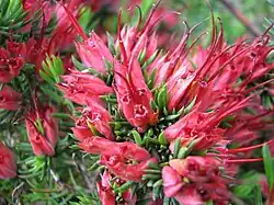 Darwinia grandiflora in Royal Botanic Gardens, Cranbourne