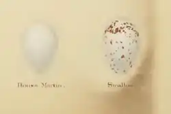 Two eggs, left is pure white, right is white with brown flecking