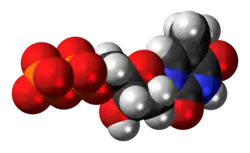 Space-filling model of the Thymidine diphosphate molecule, 3- negative charge
