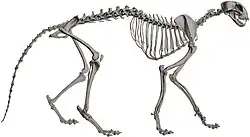 Skeleton of a cheetah