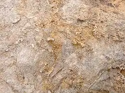 Detail of Argentine Limestone showing marine fossils, Wyandotte Formation, Middle Zarah Subgroup, Kansas City Group, Missourian Series, Pennsylvanian System showing fossil fragments. Taken at an outcrop near Shawnee Mission Lake, Johnson County, Kansas