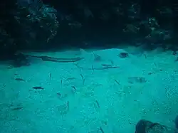 A ray lying on the bottom, partially buried in sand, next to a reef outcrop