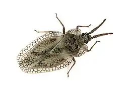Dictyonota fuliginosa