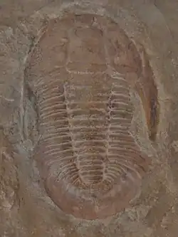 The Cambrian trilobite Saukiella pepinensis.