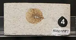 Dipteronia seed fossil in light beige limestone