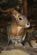Patagonian mara