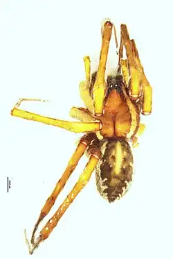 Dolomedes dondalei Vink & Dupérré 2010