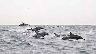 Spinner dolphins leaping in the Persian Gulf