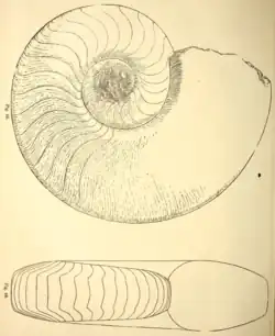 Domatoceras umbilicatum