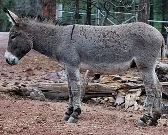 A donkey with typical light points