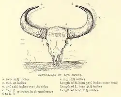 Dimensions of Bison horns...238