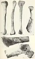 Photographs of the bones in different orientations