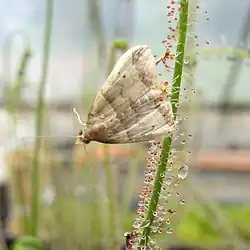 Moth, Phalaenophana pyramusalis (dark-banded owlet) trapped by Drosera filiformis