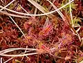 Growing in red sphagnum