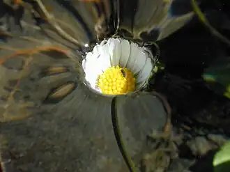 A daisy. The entirety of the flower lies below the level of the (undisturbed) free surface. The water rises smoothly around its edge. Surface tension prevents water from displacing the air between the petals and possibly submerging the flower.