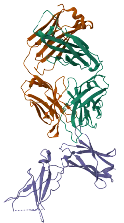 3D structure of dupilumab's antigen binding fragment complexed with a human IL-4 receptor sub-unit alpha