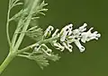 Earth smoke (Fumaria officinalis)