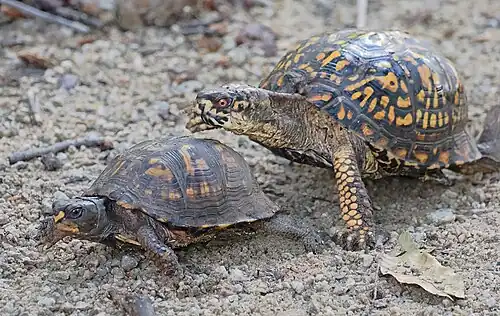 Male chasing a female, in Virginia