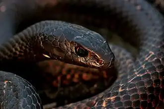 Head of an eastern coachwhip (M. f. flagellum) from the Ozarks, Missouri