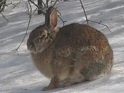 A brown rabbit sitting in snow